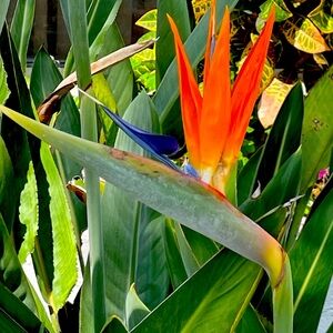 Meet your Posher, Luna